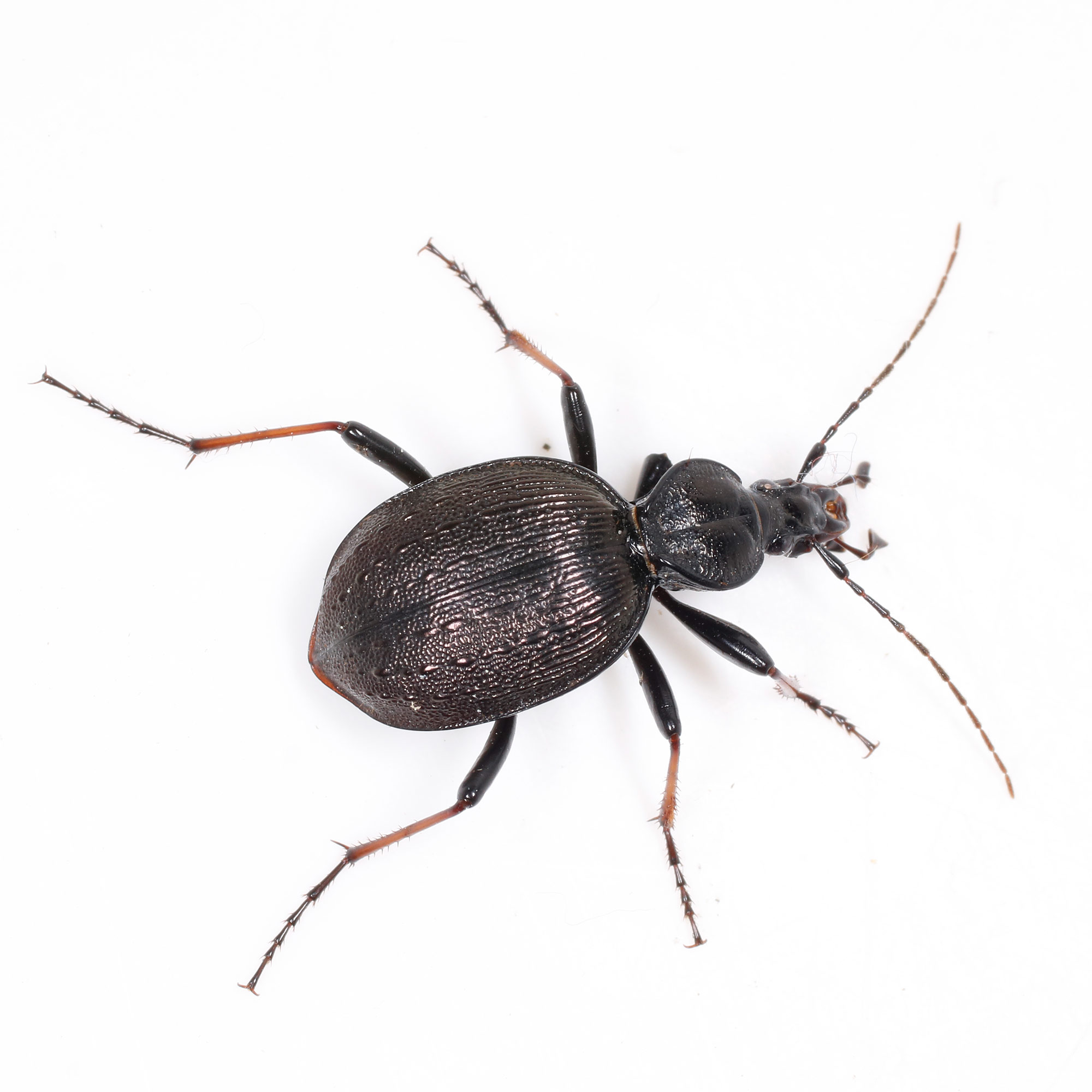 Carabidae: forse Cychrus attenuatus